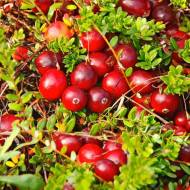 Саджанець Журавлина Стівенс в контейнері